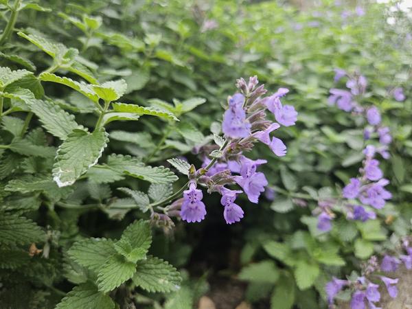 Katzenminze - Nepeta 'Walker's Low' - ↕10-25cm - Ø9cm - 20x