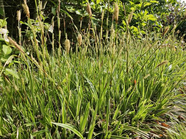 Ziergras - Carex morrowii 'Aureovariegata'  - ↕10-25cm - Ø9cm - 20x