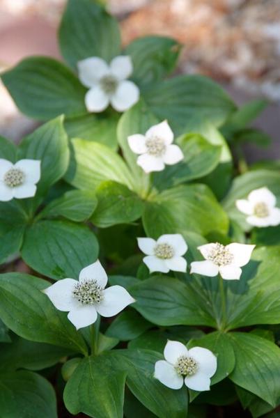 Kanadische Hartriegel - Cornus canadensis - ↕10-25cm - Ø9cm - 12x