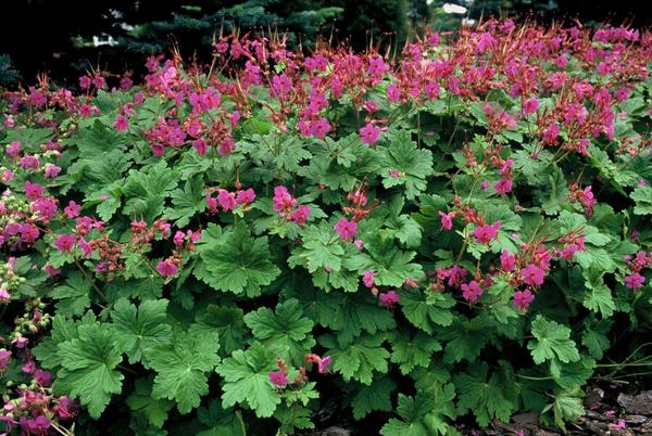 Balkan Storchschnabel Czakor - Geranium macr. 'Czakor' - ↕10-25cm - Ø9cm - 20x