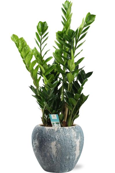 Smaragdpalme - Zamioculcas Zamiifolia - Ø21cm - ↕95cm + Doug Pot D24x22cm - Topf Grau Weiß