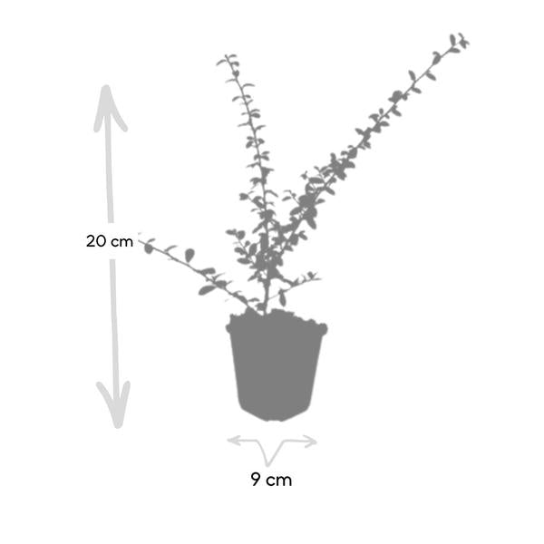 Zwergmispel 'Coral Beauty' - Cotoneaster suec. 'Coral Beauty' - ↕10-25cm - Ø9cm - 12x