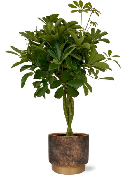 Strahlenaralie - Schefflera Compacta - Ø19cm - ↕80cm + Merel Pot D20x18cm - Topf Gold