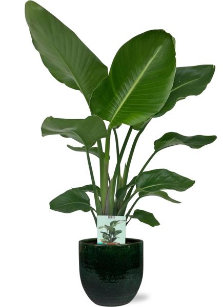 Strelitzia Nicolai - Ø19cm - ↕90cm + Jolin Pot D20x18cm - Topf Grün