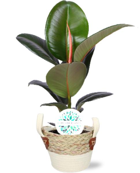 Gummibaum - Ficus Elastica Robusta - Ø17cm - ↕65cm + Lily Pot D18x16cm - Topf Weiß