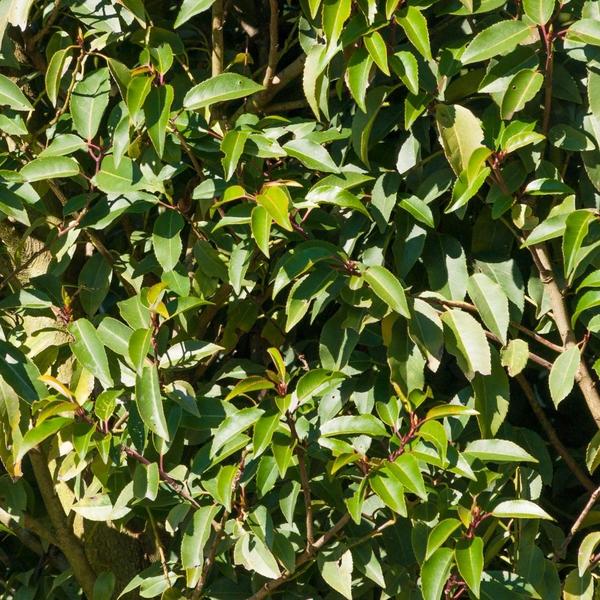 Portugiesischer Kirschlorbeer - Prunus lusitanica Angustifolia - Große Portugiesische Kirschlorbeer Pflanzen für 10 laufende Meter Hecken ↨ 80-100 cm im 12 Liter Topf  25 Stück