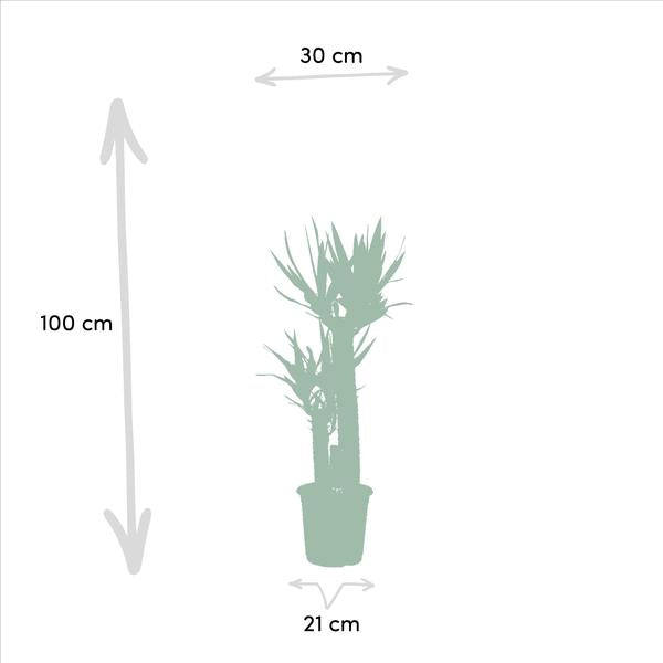 Palmen Mix - Dracaena -↨120cm - Ø21cm + Yucca - ↨100cm - Ø21cm