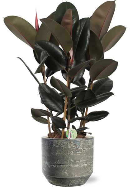 Gummibaum - Ficus Abidjan - Ø27cm - ↕90cm + Lars Pot D29x26cm - Topf Grau