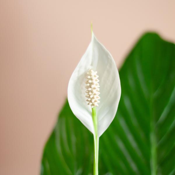 Friedenslilie - Spathiphyllum mit Korb Lissabon Schwarz - 80cm - Ø21