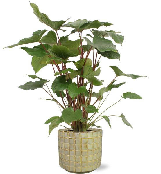 Herzblattpflanze - Homalomena Rubescens Maggy - Ø24cm - ↕90cm + Stian Pot D25x22cm - Topf Grün