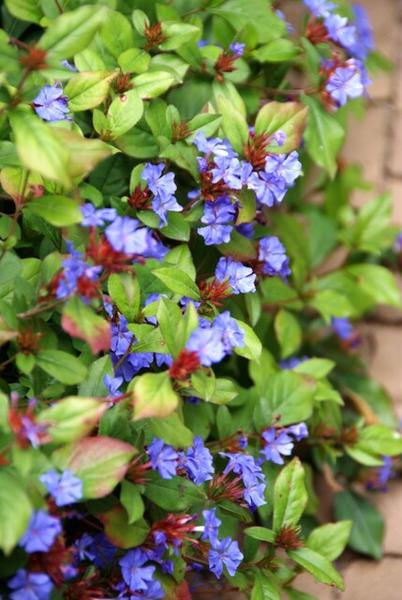 Chinesischer Bleiwurz - Ceratostigma plumbaginoides  - ↕10-25cm - Ø9cm - 6x