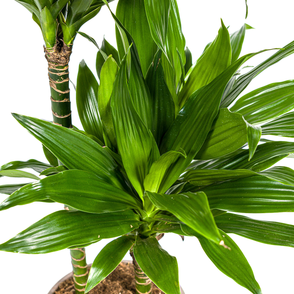 Drachenbaum - Dracaena Deremensis Green Jewel  Ø19cm - ↕80cm