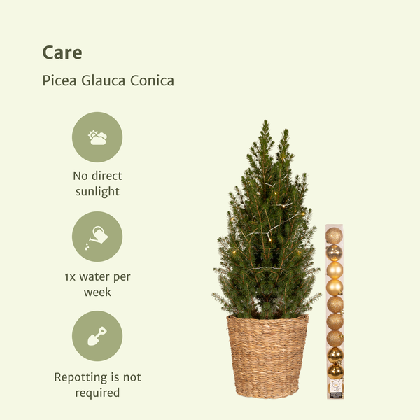 Zukerhutfichte Kleiner Weihnachtsbaum - Picea Glauca Conica - Ø21cm - ↕80cm - Gold - Ø21 - ↨80cm im Korb