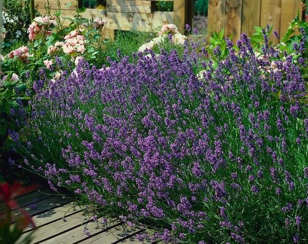 Lavendel - Lavandula ang. 'Munstead' - ↕10-25cm - Ø9cm - 6x