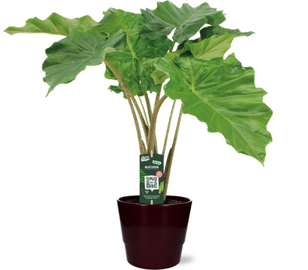 Elefantenohr - Alocasia Portodora - Ø21cm - ↕80cm + Pot Basic D22x19cm - Topf Bordeaux