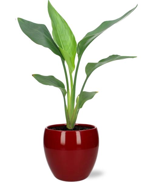 Strelitzia Reginae - Ø12cm - ↕35cm + Bowl Pot D13/14.5x13cm - Topf Rot