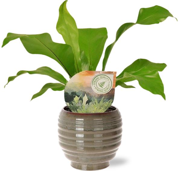 Vogelnestfarn - Asplenium Nidus - Ø12cm - ↕35cm + Dalmine Pot D13x11,5cm - Topf Grün