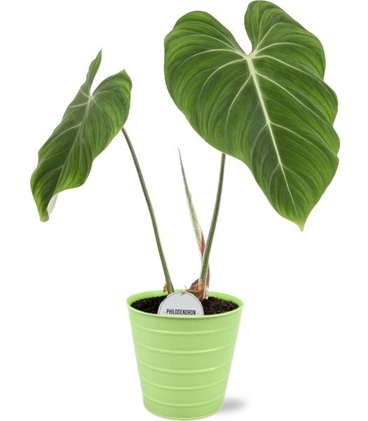 Baumfreund - Philodendron Gloriosum - Ø15cm - ↕45cm +  Bodhi Pot D16x15cm - Topf grün