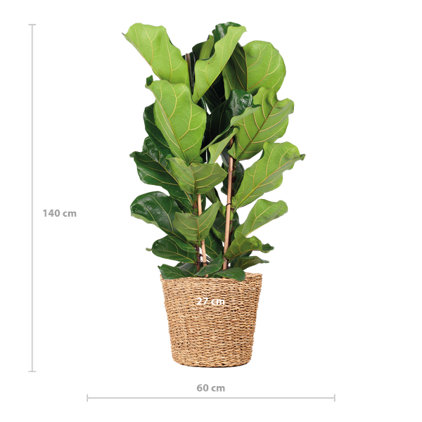 Geigenfeige - Ficus Lyrata XL mit Torun-Korb – 140 cm – Ø27