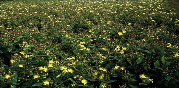 Johanniskraut - Hypericum inodorum - ↕10-25cm - Ø9cm - 20x