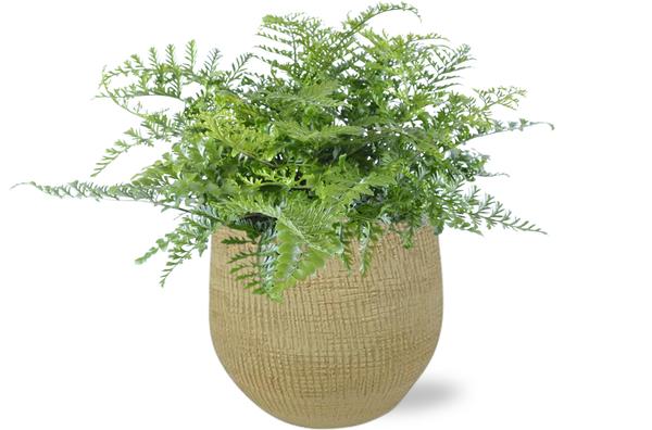 Vogelnestfarn - Asplenium Parvati - Ø21cm - ↕40cm + Ryan Pot D22x20cm - Topf Gold