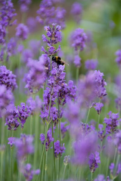 Lavendel - Lavandula ang. 'Munstead' - ↕10-25cm - Ø9cm - 6x