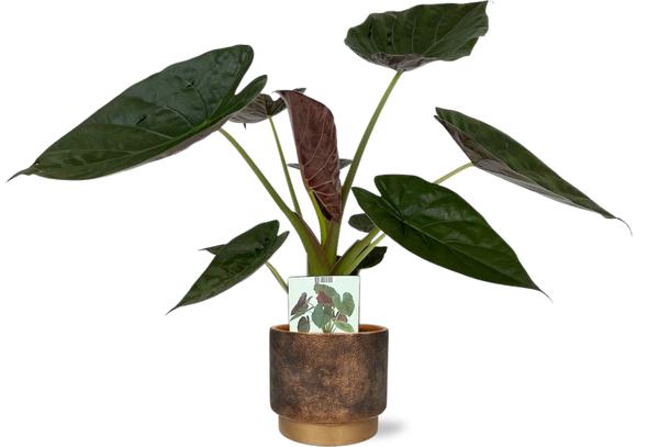 Elefantenohr - Alocasia Wentii - Ø19cm - ↕85cm + Merel Pot D20x18cm - Topf Gold