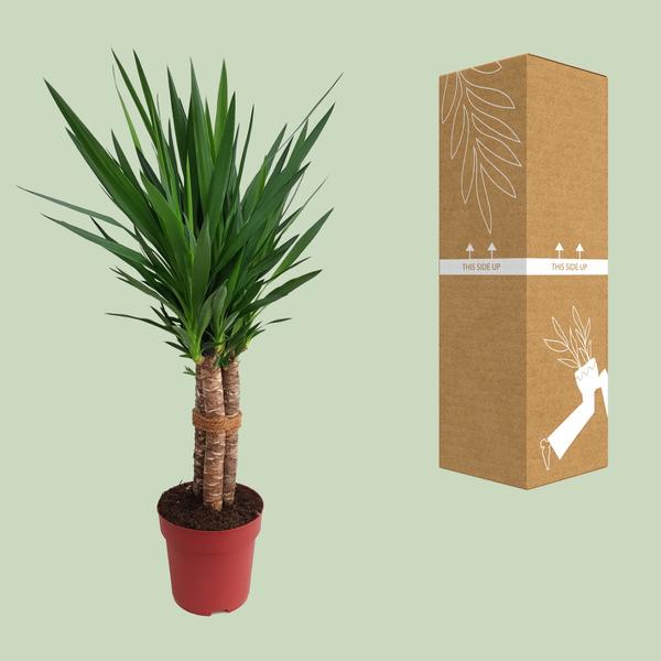 Yucca Tres Cañas 50 Stamm P24 - Ø24cm - ↕120cm