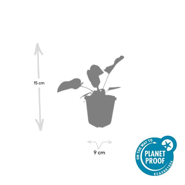 Syrisches Brandkraut - Phlomis russeliana - ↕10-25cm - Ø9cm - 40x