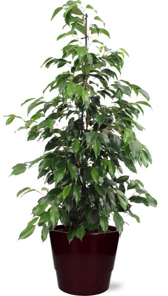 Birkenfeige - Ficus benjamina Danielle - Ø21cm - ↕95cm + Pot Basic D22x19cm - Topf Bordeaux