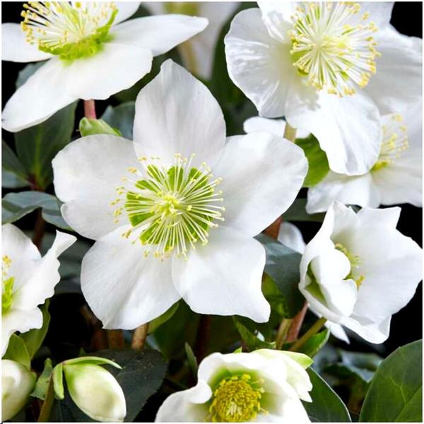 Christrosen Set - Helleborus Niger 'Christmas Carol' -  12 cm Ø  20 cm ↕   6 Stück