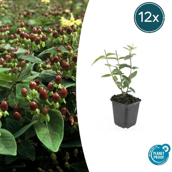 Johanniskraut - Hypericum inodorum 'Rheingold' - ↕10-25cm - Ø9cm - 12x