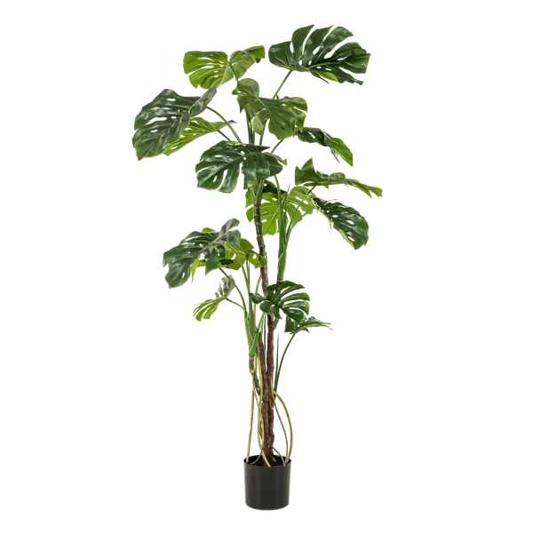 Kunstpflanze - Fensterblatt Monstera  - 180cm