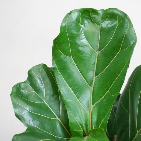 Geigenfeige - Ficus Lyrata mit Viber – 80 cm – Ø21 Topf grau