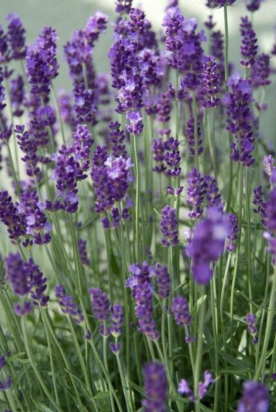 Lavendel - Lavandula ang. 'Dwarf Blue' - ↕10-25cm - Ø9cm - 20x