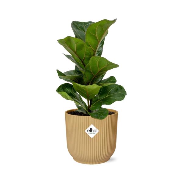 Geigenfeige - Ficus Lyrata Bambino in ELHO Vibes Fold 14cm geel Topf gelb