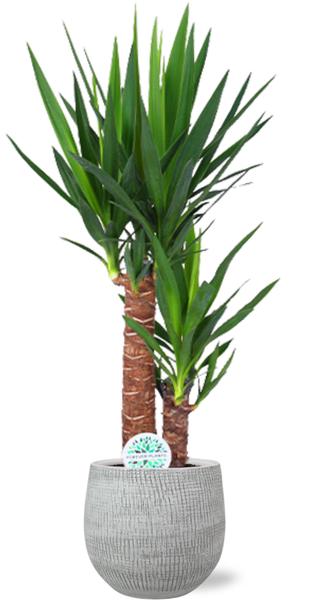 Yucca Elephantipes - Ø17cm - ↕85cm + Ryan Pot D18x16cm - Topf Weiß