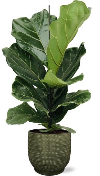 Geigenfeige - Ficus Lyrata - Ø17cm - ↕75cm + Lykke Pot D18x16cm - Topf Grün