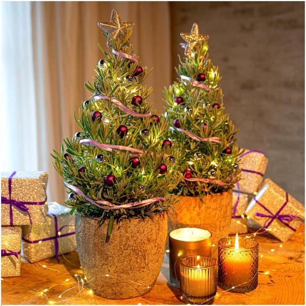 Echt duftender Lavendel-Weihnachtsbaum - Echte geurende Lavendel Kerstboom - 15 cm Ø - 40-50 cm ↨  - Lavendel