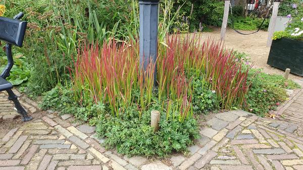 Japanisches Blutgras - Imperata cylindrica 'Red Baron' - ↕10-25cm - Ø9cm - 40x