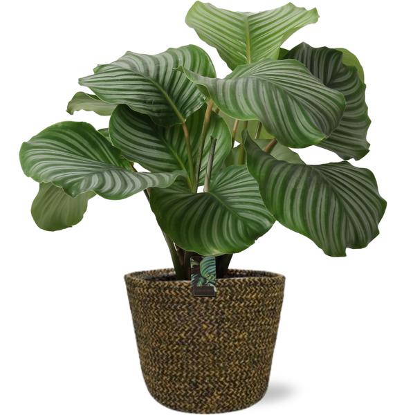 Gebetspflanze - Calathea Orbifolia - Ø21cm - ↕50cm + Selin Pot D22x19cm - Topf Schwarz