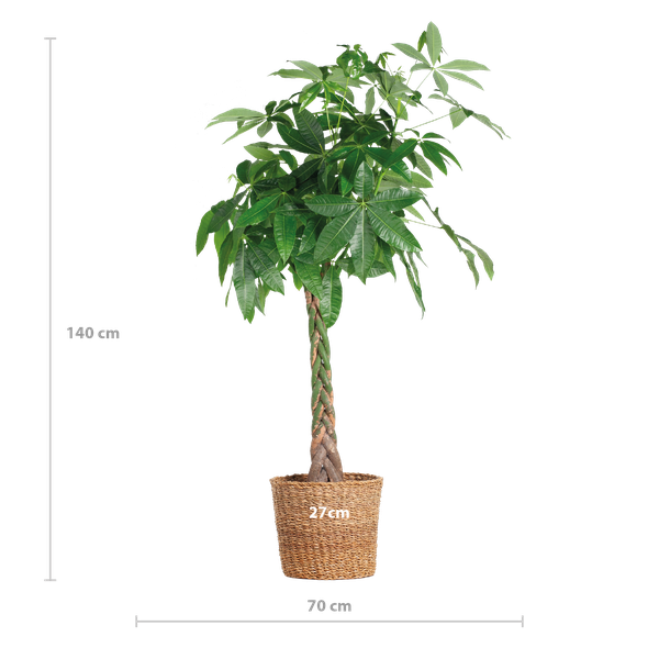 Glückskastanie - Pachira Aquatica XL mit Korb Torun – 140 cm – Ø30