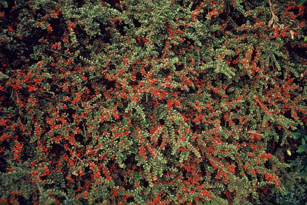 Fächerzwergmispel - Cotoneaster horizontalis - ↕10-25cm - Ø9cm  - 20x