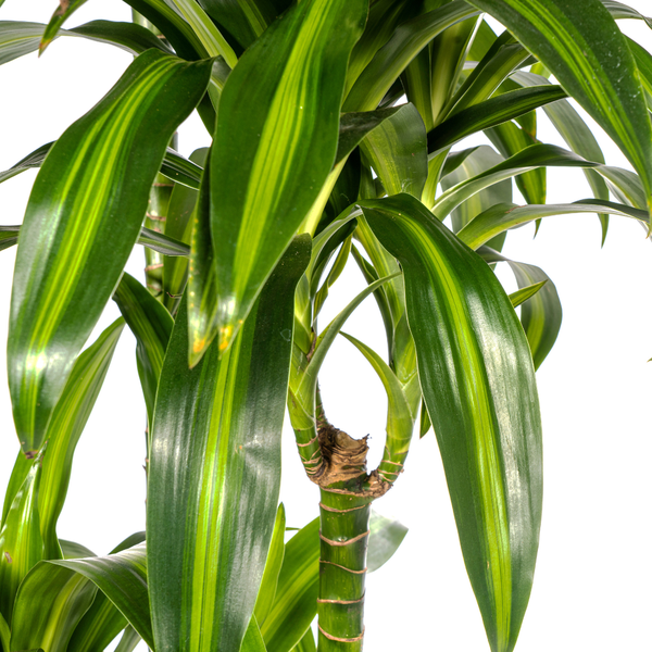 Drachenbaum - Dracaena Deremensis Hawaiian Sunshine Ø27cm - ↕180cm