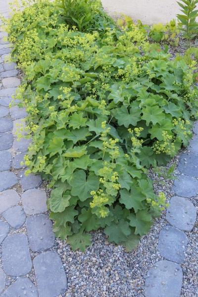 Frauenmantel - Alchemilla mollis - ↕10-25cm - Ø9cm 6 Stück