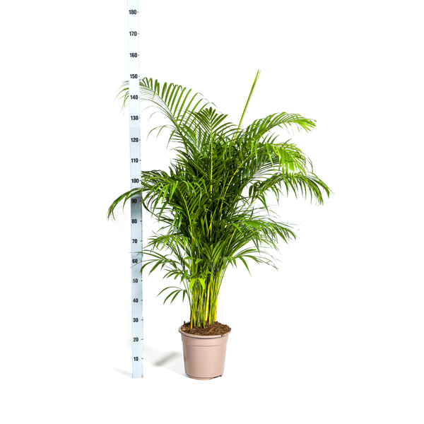 Arecapalme Dypsis lutescens Ø27cm - ↕180cm