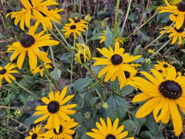 Leuchtender Sonnenhut - Rudbeckia fulgida 'Goldsturm' - ↕10-25cm - Ø9cm - 12x