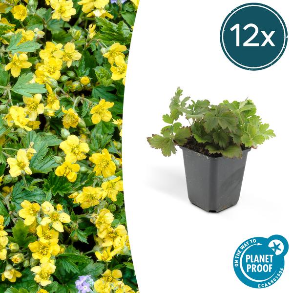 Golderdbeere - Waldsteinia ternata - ↕10-25cm - Ø9cm 12 Stück