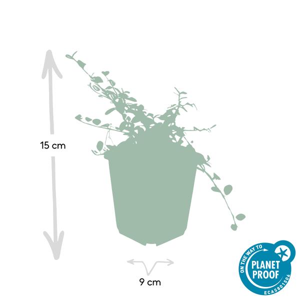 Teppichkriechmispel - Cotoneaster pr. 'Queen of Carpets' - ↕10-25cm - Ø9cm 60 Stück