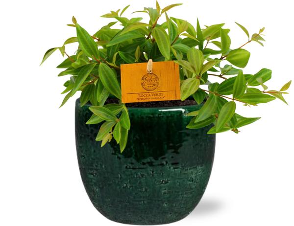 Zwergpfefferpflanze - Peperomia Ang. Rocca Vivace - Ø11cm - ↕15cm + Jolin Pot D11x12cm - Topf Grün